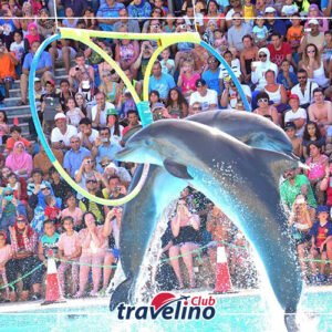 Dolphin Show Sharm el Sheikh Prices