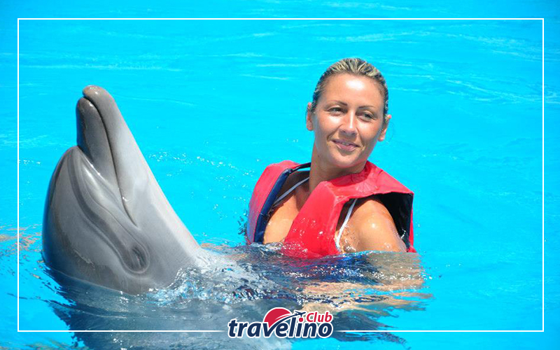 Swimming with Dolphins Sharm el Sheikh