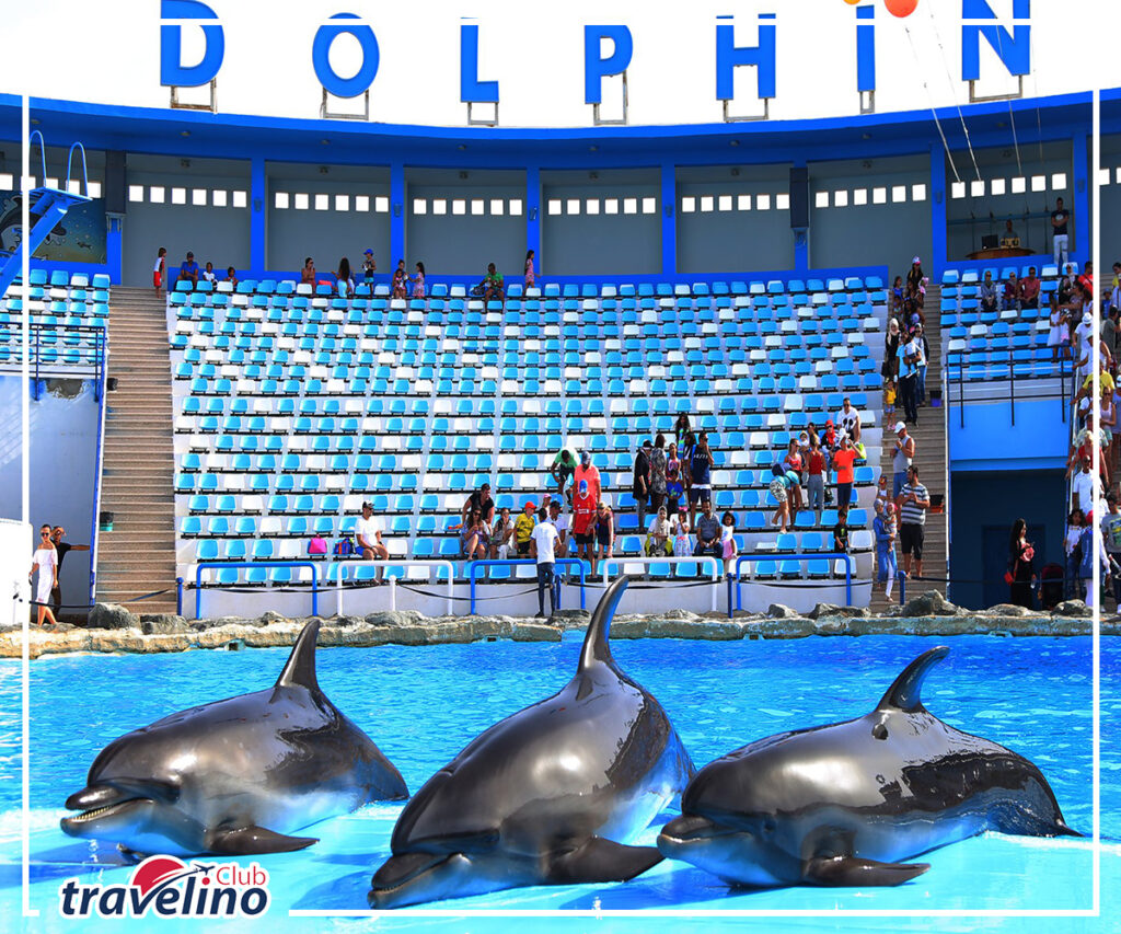 Dolphin Show Hurghada