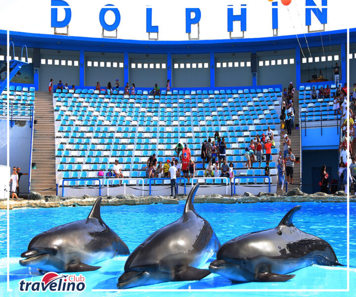 Dolphin Show Hurghada